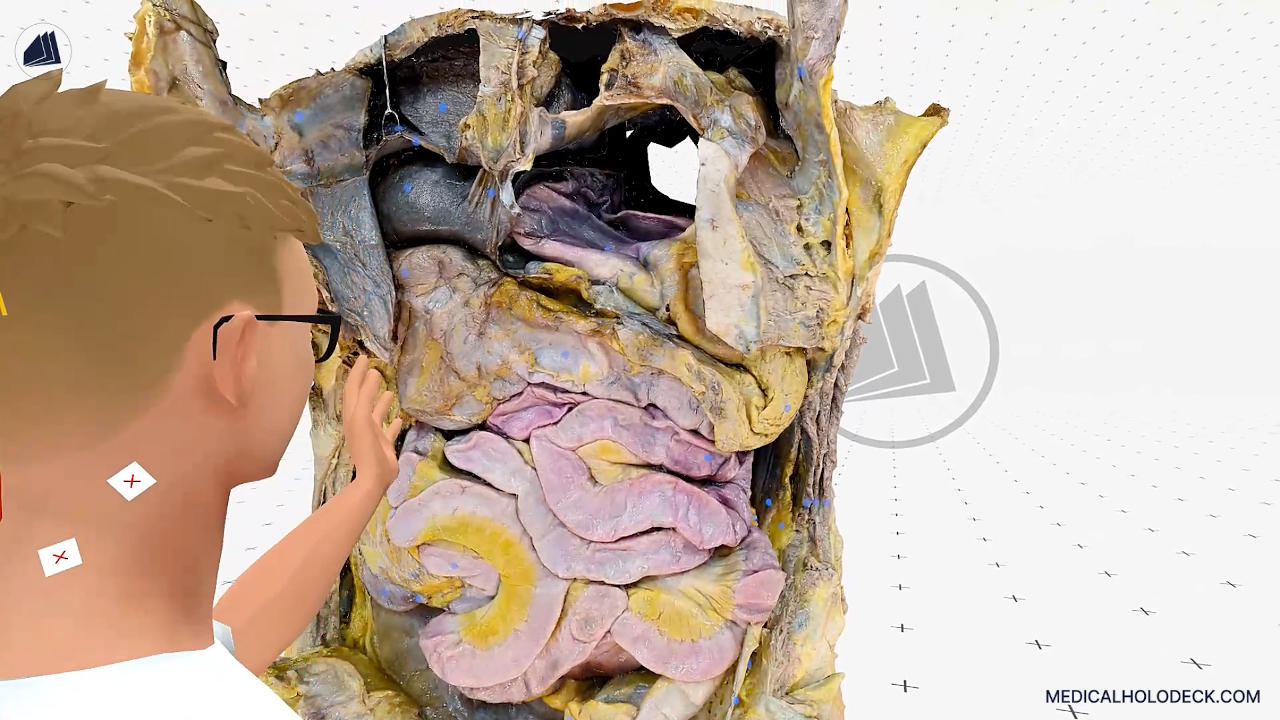 The liver thumbnail 3